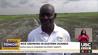 Rice growing in Eastern Uganda-Kopia skills farmers on PR107 Variety.