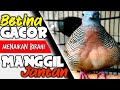 Perkutut Betina Memanggil Jantan Untuk Menaikan Birahi Supaya Bunyi Mp3 - Mp4 Download