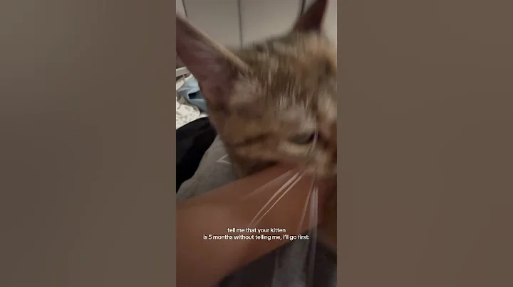 Video 7952261: britishshorthair cat kitten, kitten kitty, sweet kitty, cat old