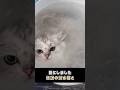 伝説の潜水猫