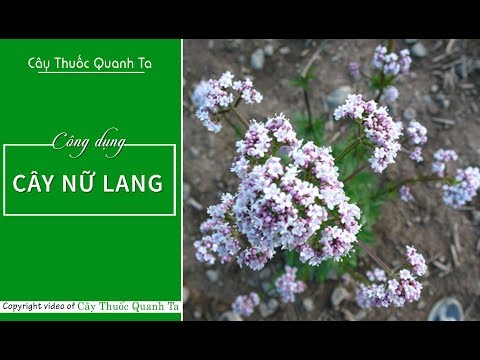 Video: Có Thể Cho Trẻ Em Cho Cây Nữ Lang Không?