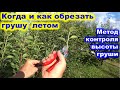 КОГДА и КАК летом ОБРЕЗАТЬ ГРУШУ. Как удерживать грушу одной высоты.