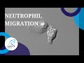 Neutrophil migration 2