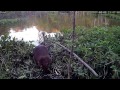 Beaver snared on video.  Other beavers learn from his mistake.