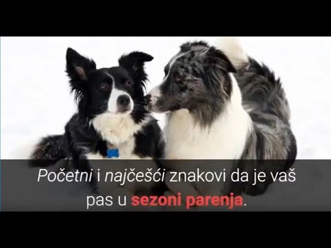 Video: Sanitarni uvjeti s psima u kući