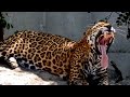 Jaguar vs tiger  big cats at the zoo 4k  st louis zoo