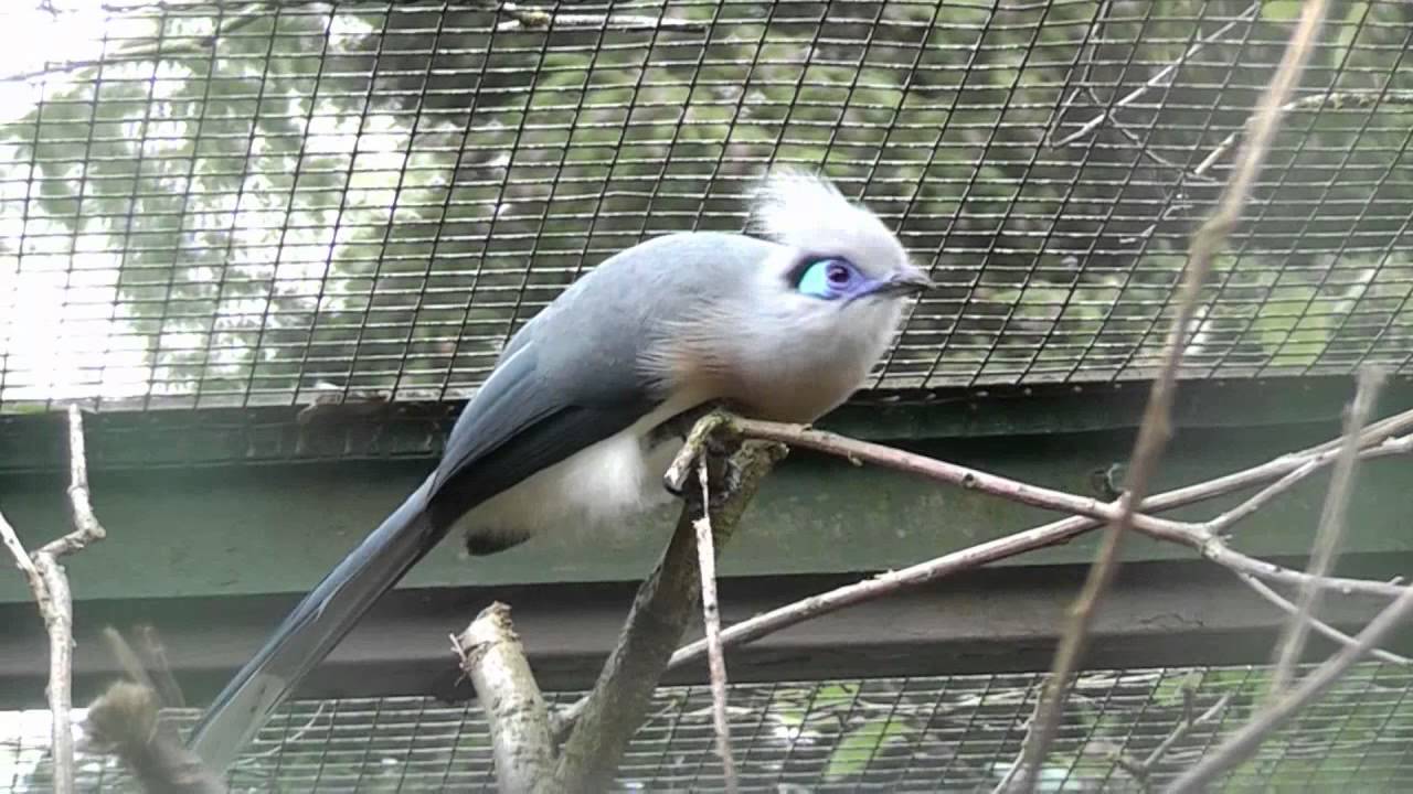 crested coua 