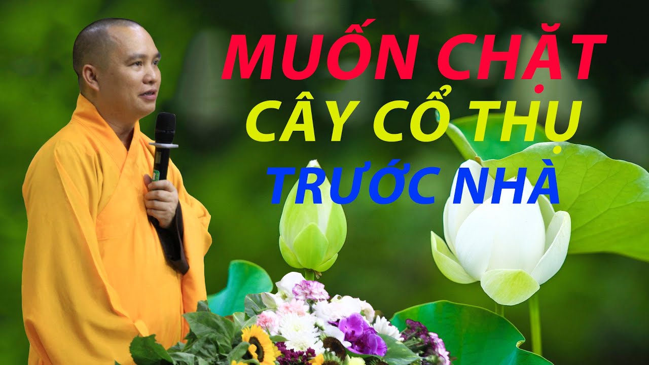 Muốn Chặt Cây Cổ Thụ Trước Nhà Thì Phải Làm Sao ?