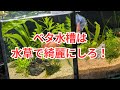 ベタ水槽は水草で綺麗にすると上手くいく！