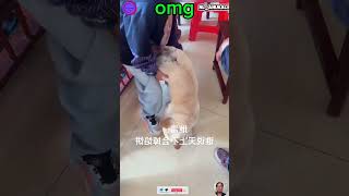 The dog acted too quickly. #shortvideo #short #omg #dog #pets