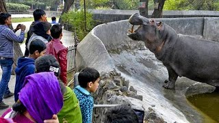 NATIONAL ZOOLOGICAL PARK DELHI  [DELHI ZOO] (22 STILL PHOTOS) AS ON [02-11-2019]