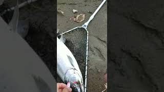 Север о. САХАЛИН.Река Чамга часть 3. Рыбалка кижуча,кунджи,гольца на блёсна ADROWA.