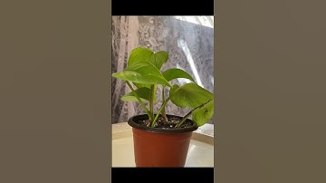 سورة الأحقاف/ القارئ: ماهر المعيقلي 🪴🌱🤎