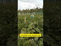 jarak tanam harus luas #paksri #buah #pertanian