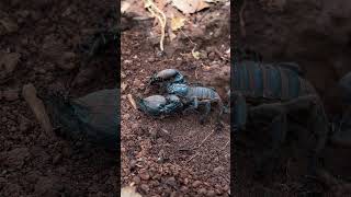 Scorpion Vs Army Of Ants A Brutal Battle