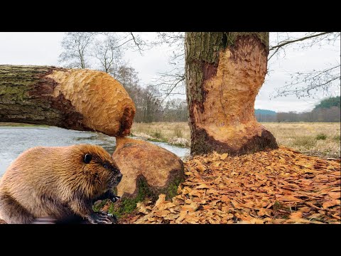 Beaver morsomme tygger piggsvinnull