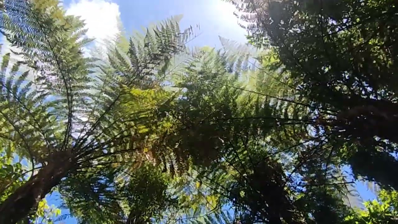 NZ trees