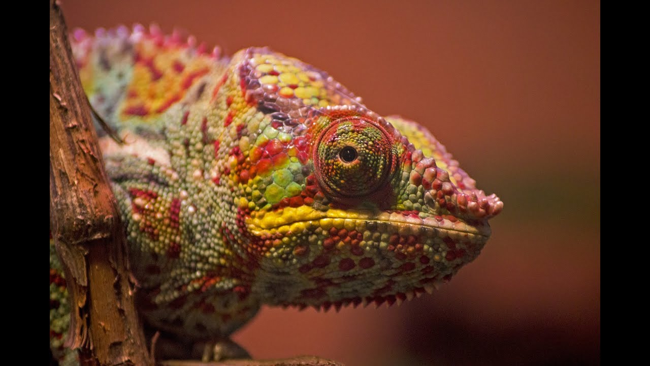 Chameleon Cover