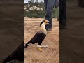 Bird Missed His Flight! - RxCKSTxR Comedy Voiceover!