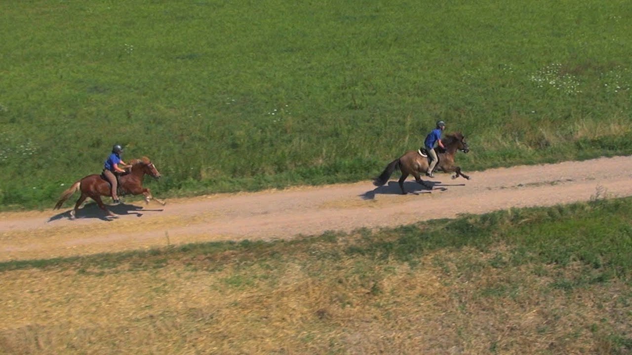 Islandpferdehof Zur Sommerweide - Haßloch