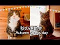 ねこの運動会。-Obstacle race and Maru&Hana.-