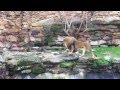 Lion hunts and eats bird at the Fort Worth Zoo