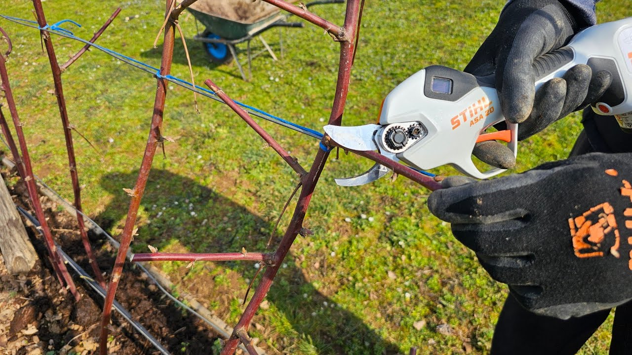 Получите богатый урожай ежевики — обрезка и удобрение для повышения урожайности