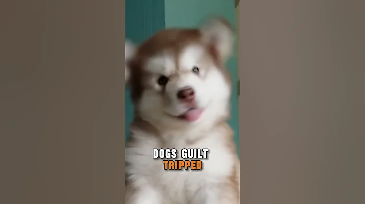 My Dog Thought I Was Leaving Him Forever 😢🐶 #DogTok #Shorts #PetGuilt