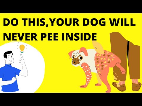 Vídeo: Dicas para cães com medo de ir Potty Outside