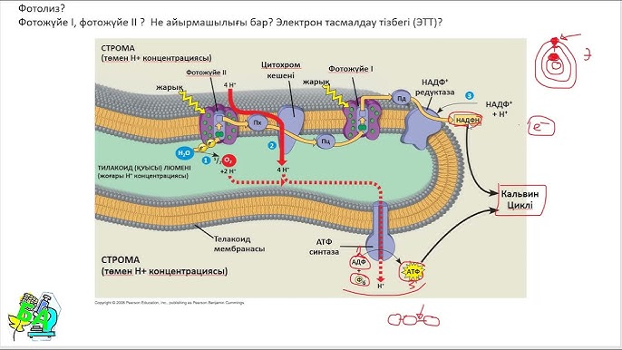 Қарт пен жас әйелдің жыныстық қатынасы