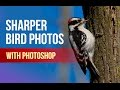 Bird Photography: Sharpen and Reduce Noise in Photoshop!