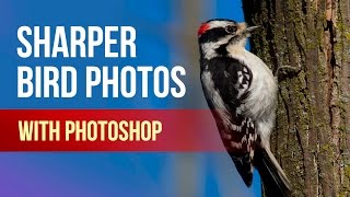 Bird Photography: Sharpen and Reduce Noise in Photoshop!