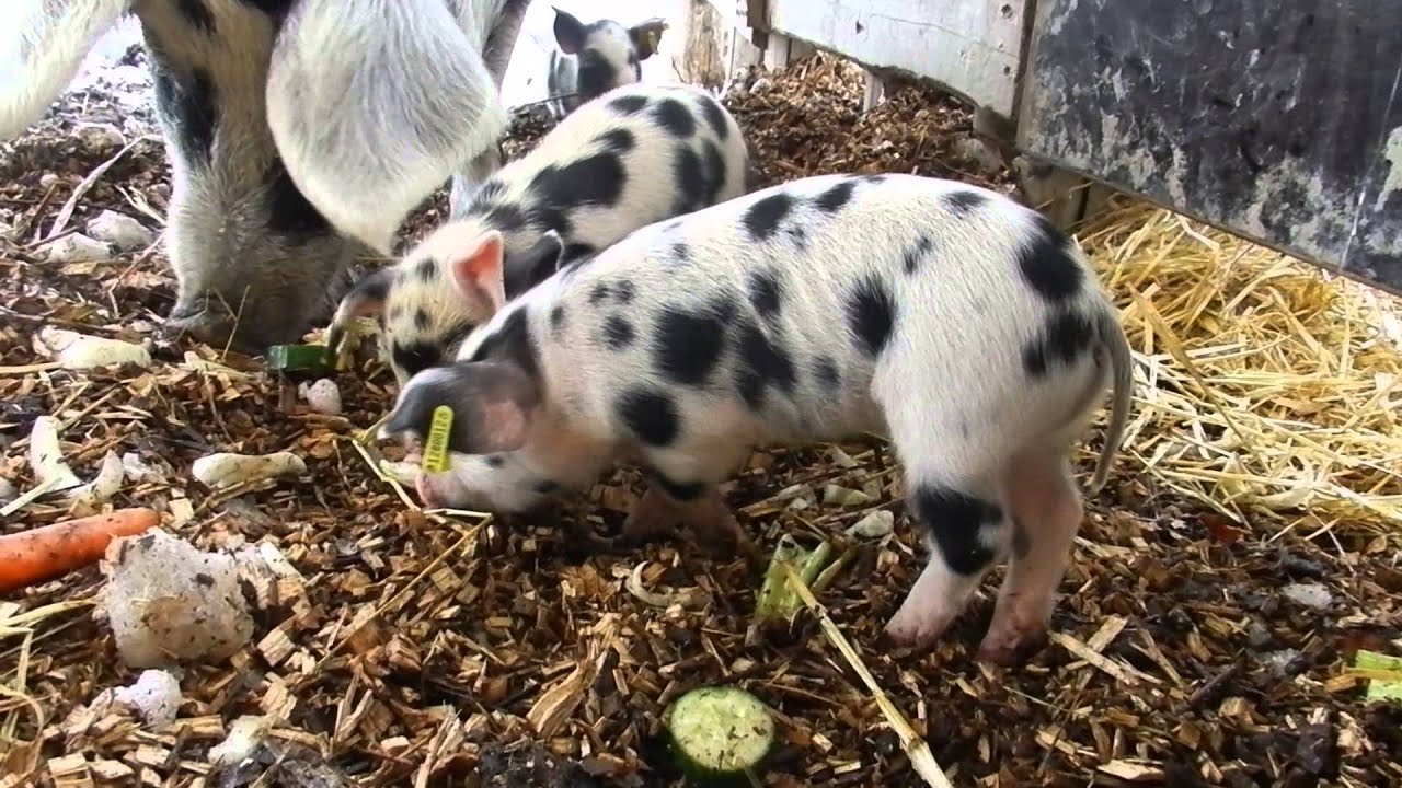 お食事する豚の親子２Turopolje pig