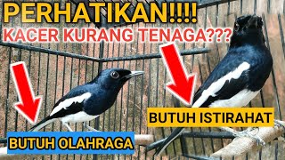 KACER GIRAS KURANG TENAGA KACER JINAK KURANG TENAGA