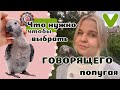 Ваш идеальный говорящий попугай: как сделать правильный выбор