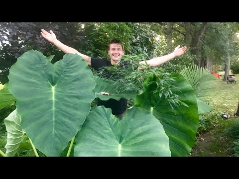 Vidéo: Mon oreille d'éléphant Alocasia a des gousses - Que faire avec des graines de fleurs d'oreille d'éléphant