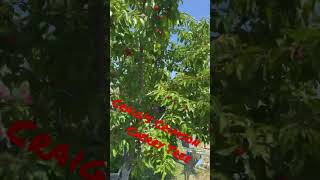 Craigs Crimson Cherry Tree