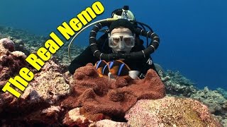 Anemonefish and Clownfish: The Real Nemo (HD) | JONATHAN BIRD'S BLUE WORLD