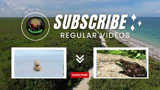 #hub of biology #science related videos #subscribe this channel