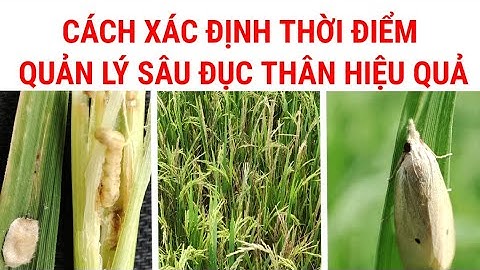 BVN - CÁCH XÁC ĐỊNH THỜI ĐIỂM QUẢN LÝ SÂU ĐỤC THÂN HIỆU QUẢ | BIOCROPSCIENCES VN