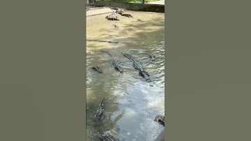 How to speak Crocodile!🗣️🐊 #shorts #short #fyp #animal #reptiles