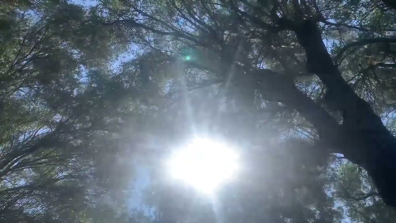 Olijfbomen magie bij windkracht drie