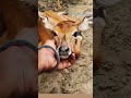 Love pets & Animal #pets #animals #cute #viral #viralshorts #explorepage