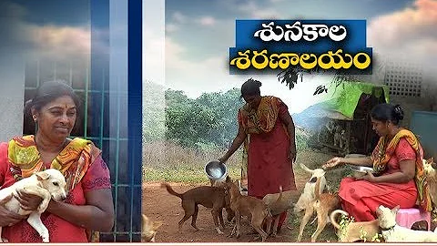Paladugu Sujatha | Turns as Mother for Several Stray Dogs | After One Tragic Incident in Her Life