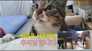 여기는 하동군 청암면 시골카페 추지당입니다  #Vlog#일상#일상브이로그#귀촌#하동카페#시골카페#고양이흥민이#올드잉글리쉬쉽독#추지당#고양이#강아지#cat#dog#cafelog