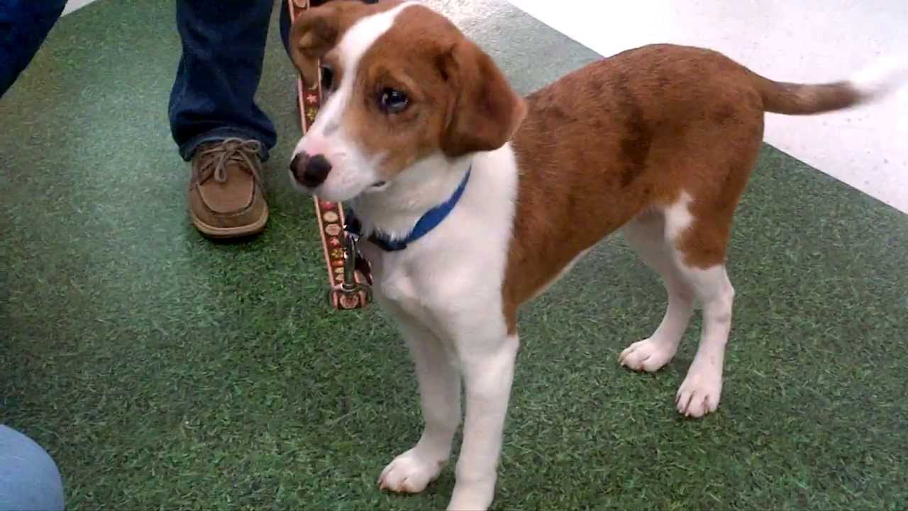 mini aussie terrier