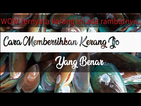 CARA MEREBUS KERANG DEGAN MUDAH. 