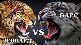 SNOW LEOPARD VS FAR EASTERN LEOPARD: Who will win the fight? Interesting facts about big cats
