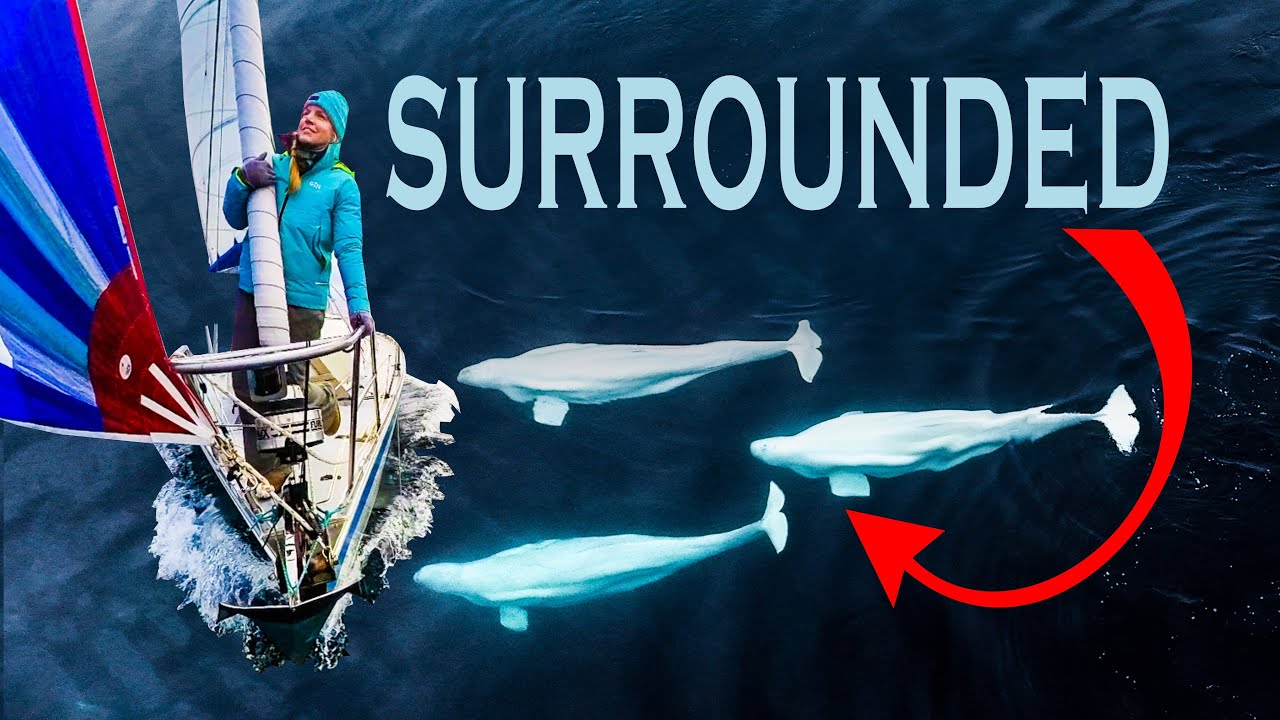 Boat Surrounded by Arctic Whales - Sailing Florence Ep.217