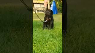 What at joy  bearcoat SharPei Fluffy's first training sessions #shorts #dog #sharpei #dogtraining
